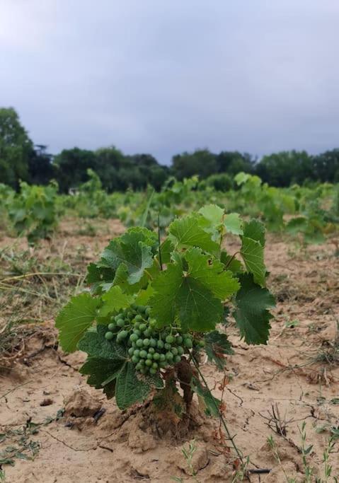 Domaine Villecarla Villedubert المظهر الخارجي الصورة